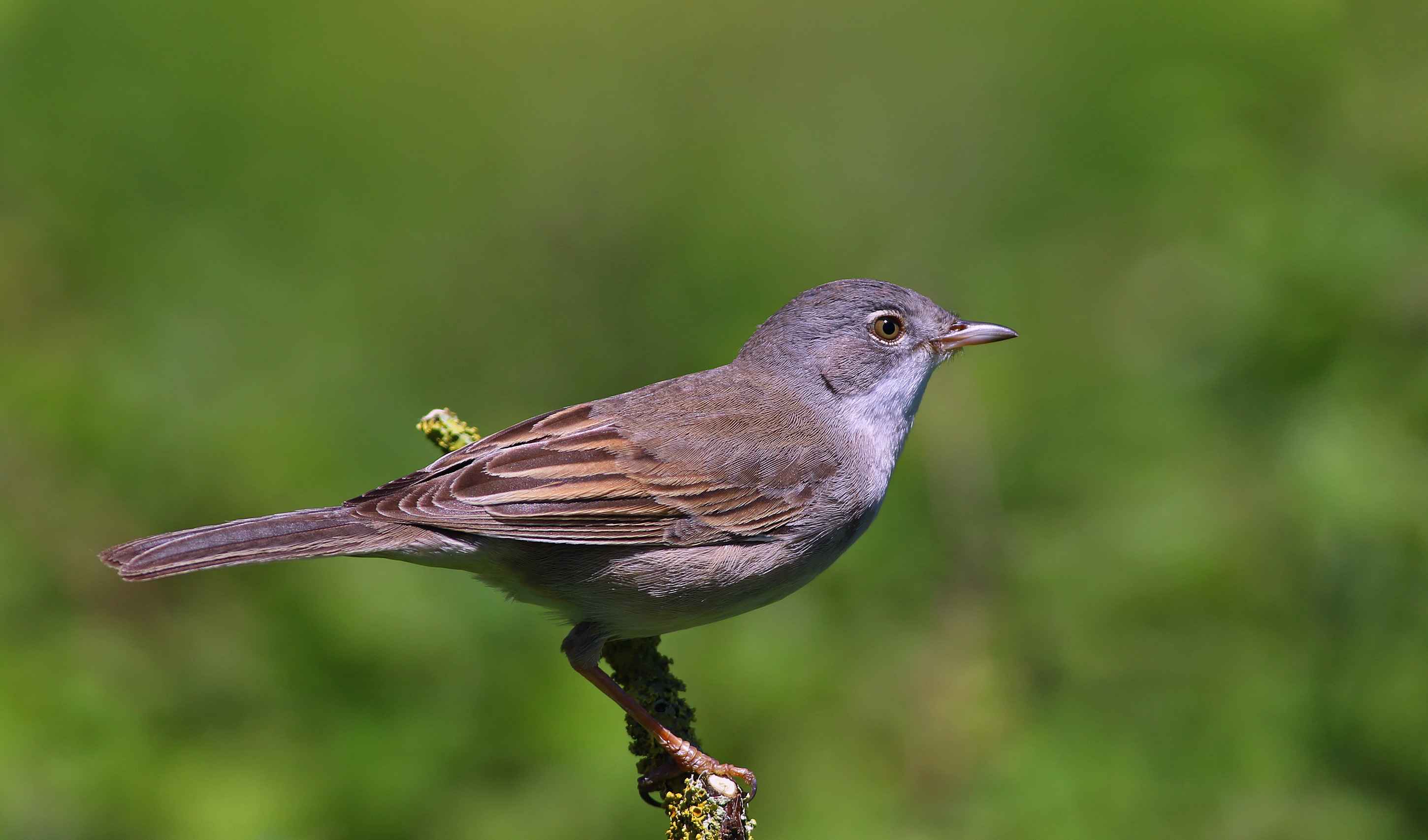 Greater Whitethroat